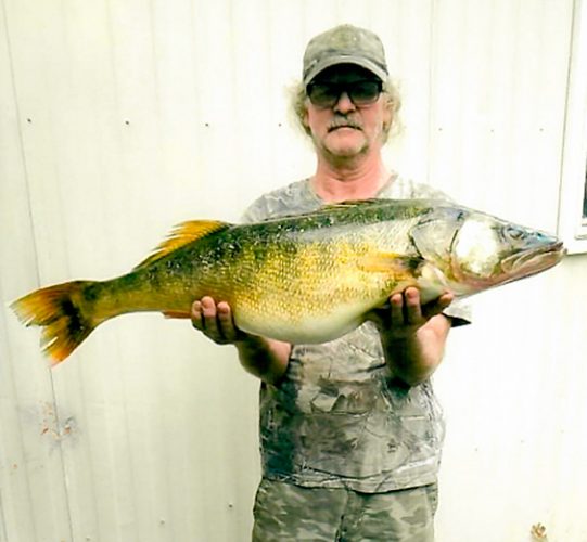 Reservoir walleye no longer a state record News, Sports, Jobs Times